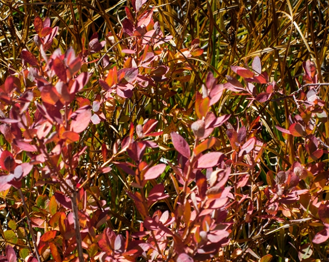 Fall colors along the edges of Siesta Lake.  Canon S120