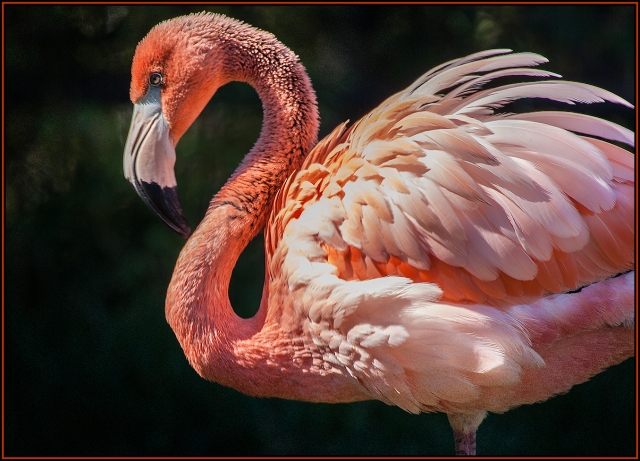 Flamingo, handheld at 500 mm with 1/50 second shutter.