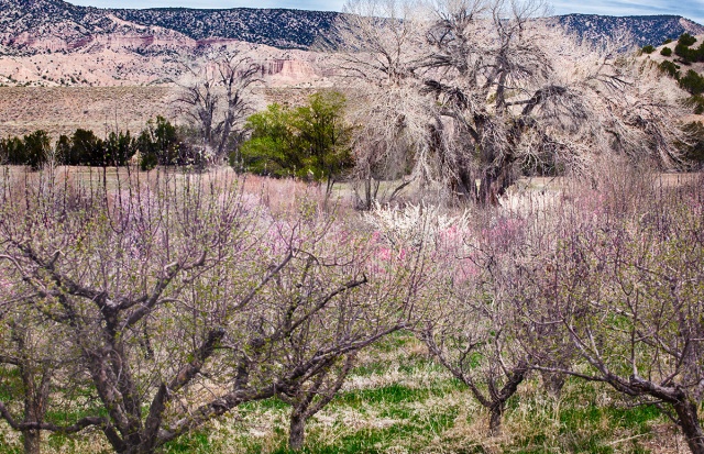 An apple orchard near the New Mexican mountain village of Chimayo showing off it new spring plummage.  Canon 5D MkII