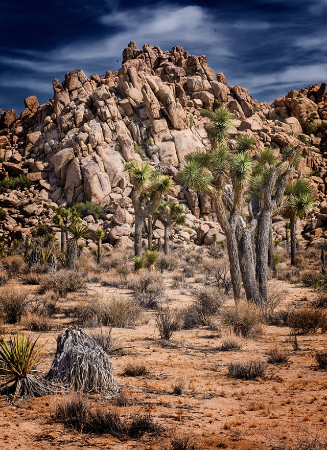 Late afternoon light on Joshua Trees and rock piles in Joshua TRee National Park