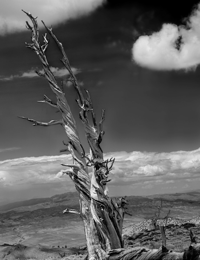 Bristlecone Pine along white mountains ridgeline. composite from Rhinocam with Hasselblad-Zeiss 180mm