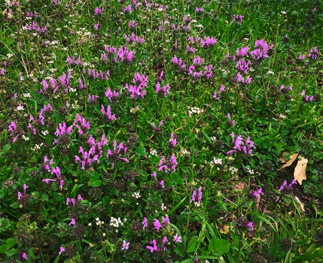 blog purple meadow